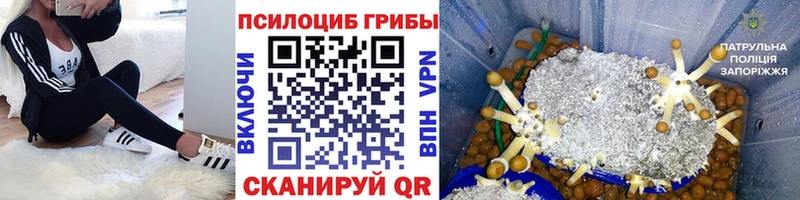 Псилоцибиновые грибы Psilocybe  Сясьстрой 